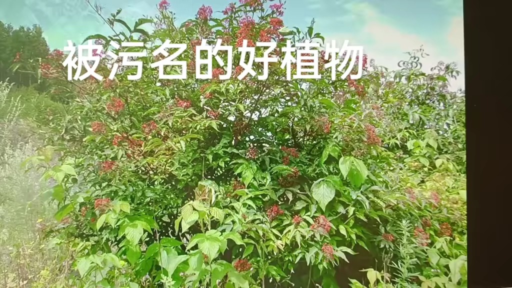 老任说根河03:被污名的好植物:接骨木哔哩哔哩bilibili