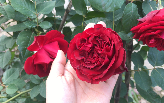 红色优雅 超级有质感的月季品种 无香(可惜)