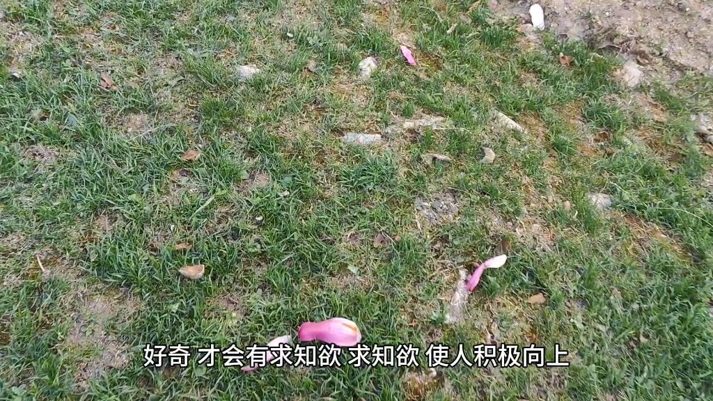 [图]江南无所有，聊赠一枝春。风来了，花开了，百花盛开，我们被治愈着安慰着。