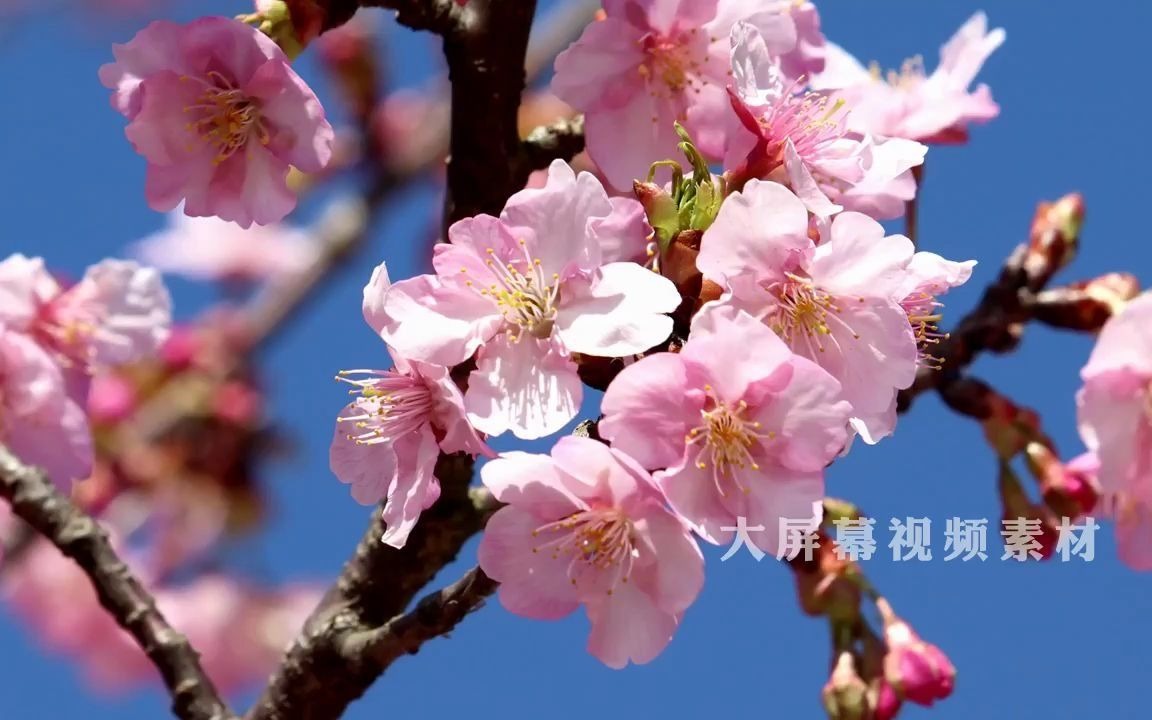 h650 2K高清画质唯美浪漫粉色桃花樱花盛开春天花满枝头花树花海生机勃勃大自然景色空镜头动态视频素材哔哩哔哩bilibili