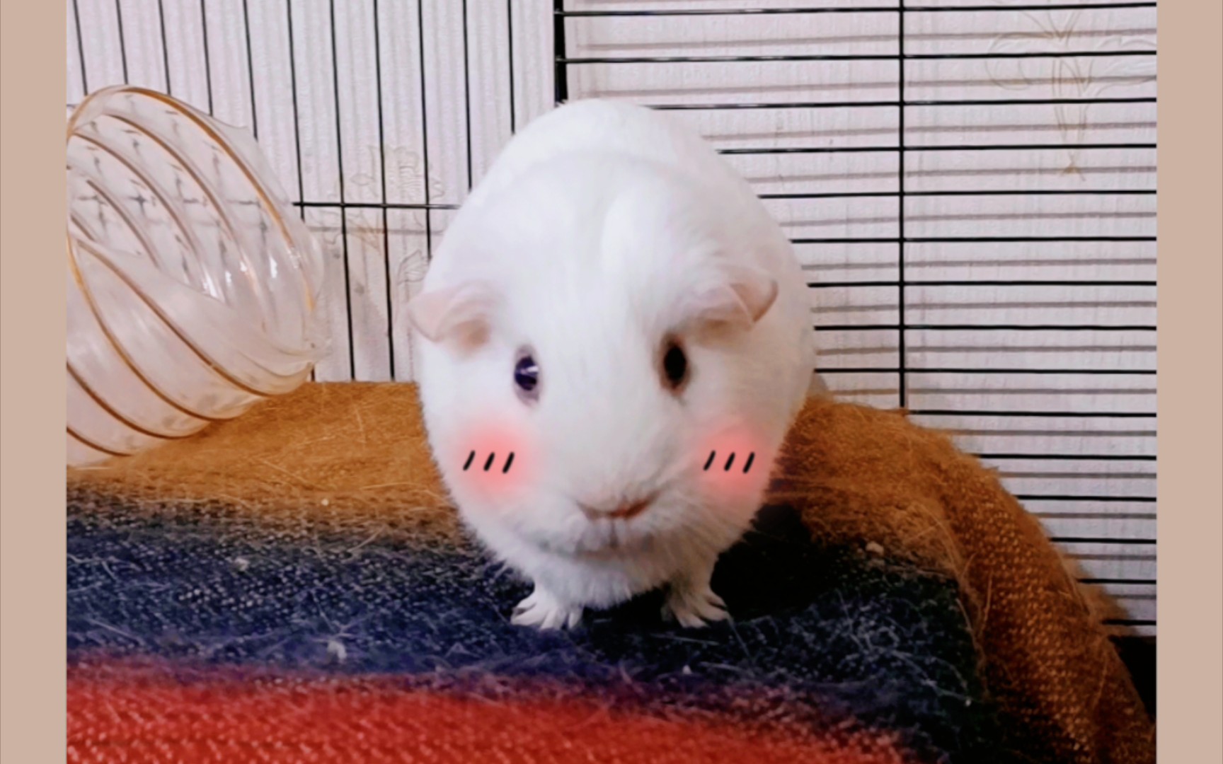 两只白色荷兰猪每天学习站军姿放哨站岗,一只目光如炬,另一只生无可恋