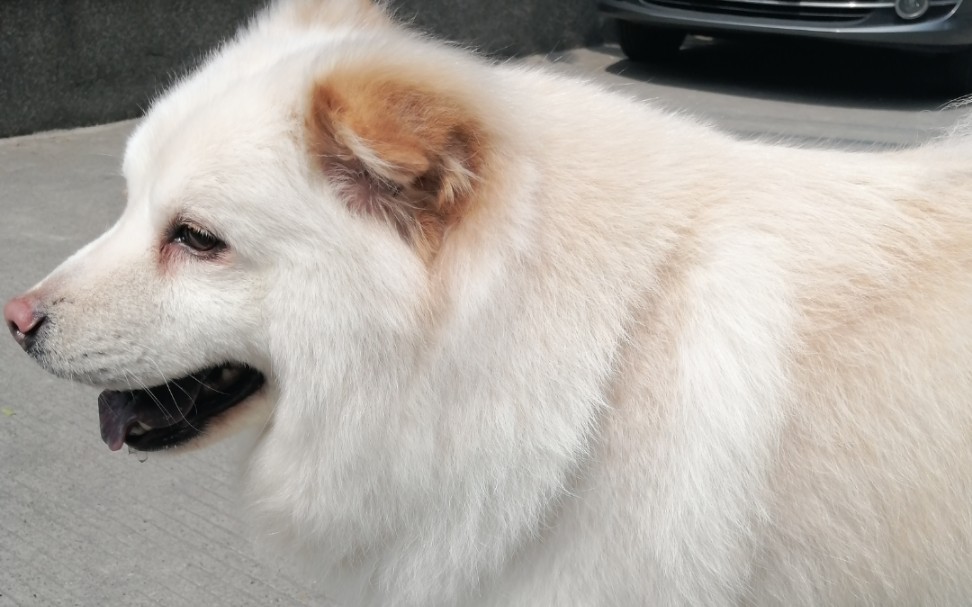 土松狮那天有太阳白狗洗了澡