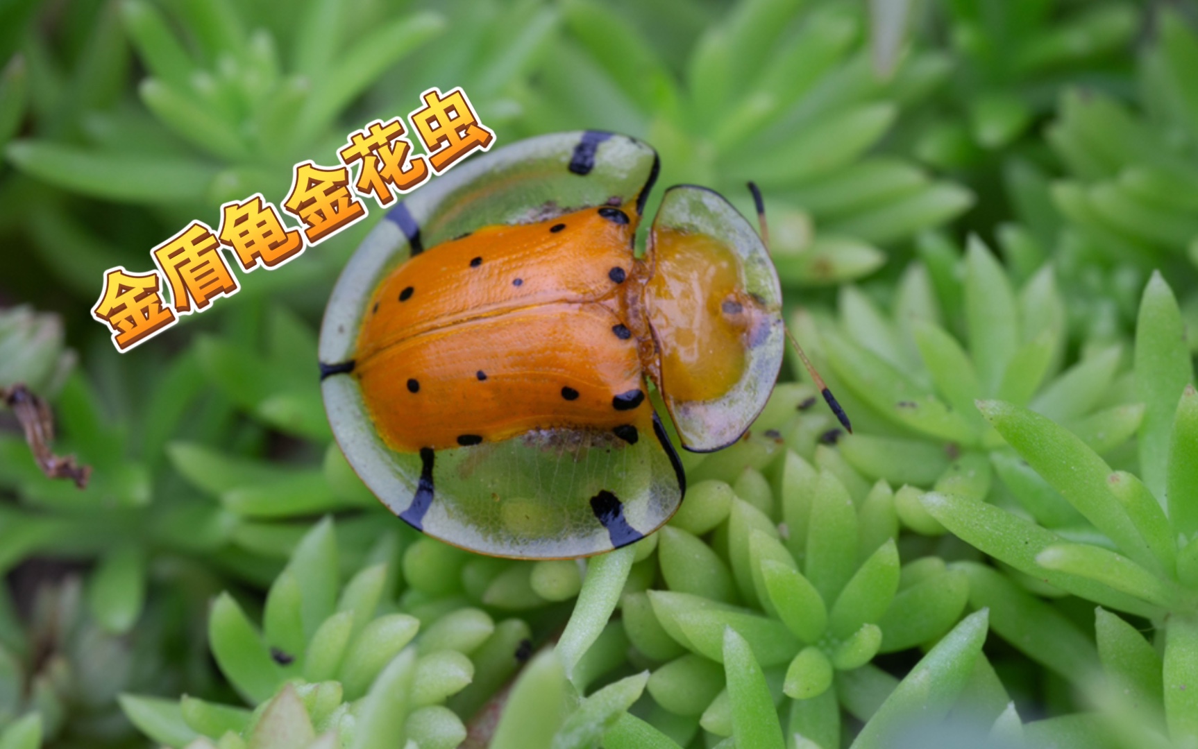 抓虫子,金盾龟金花虫