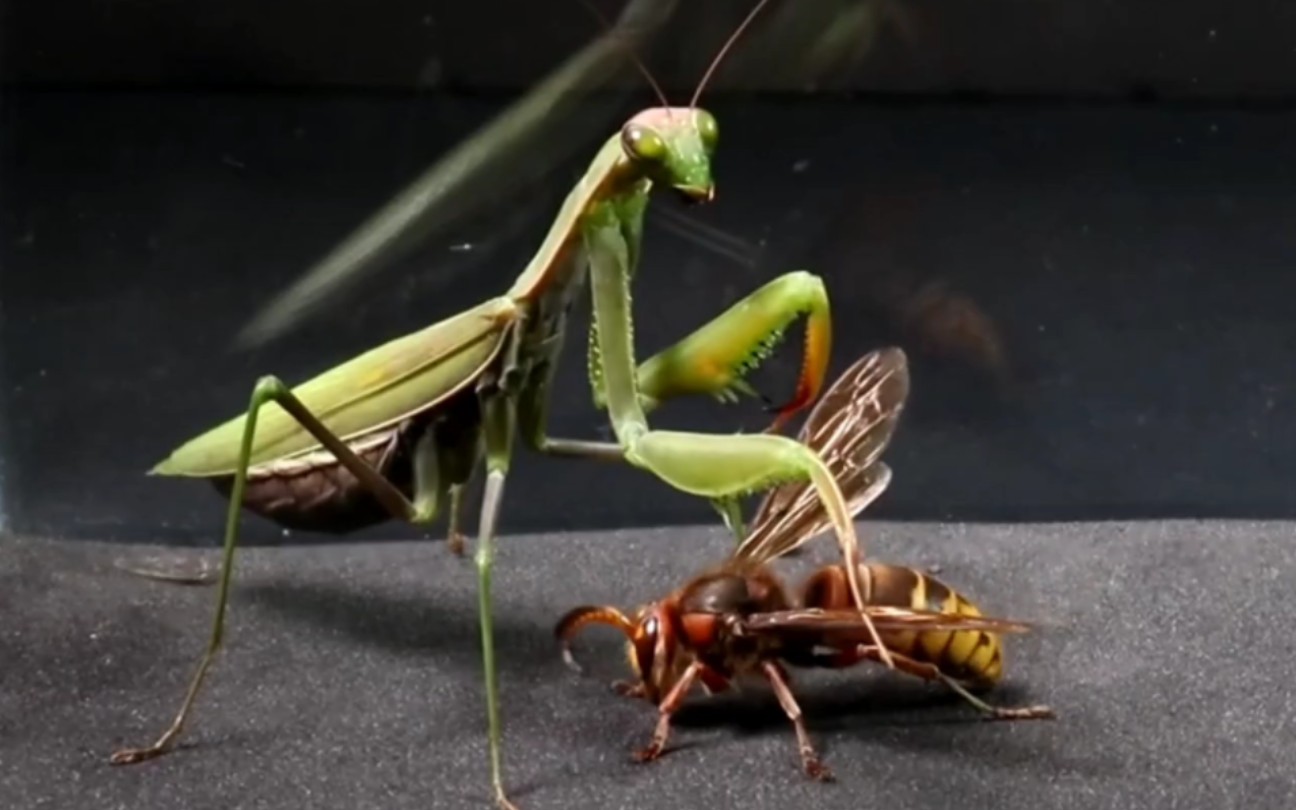 大黄蜂拼命挣扎,竟被螳螂碎尸