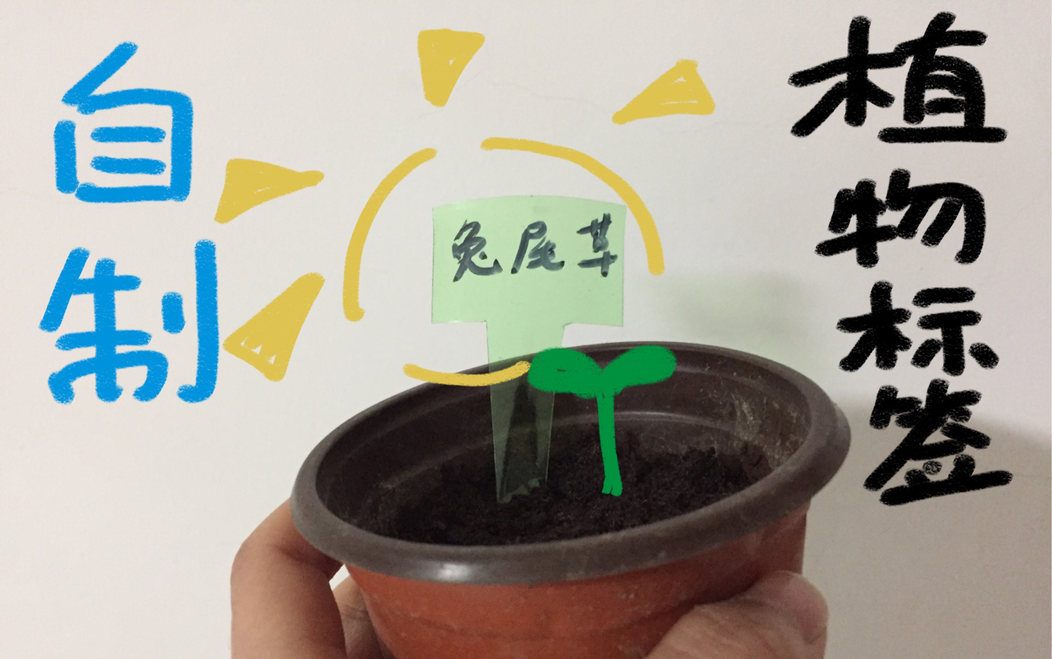 【PLANTS】自制 植物 透明标签哔哩哔哩bilibili