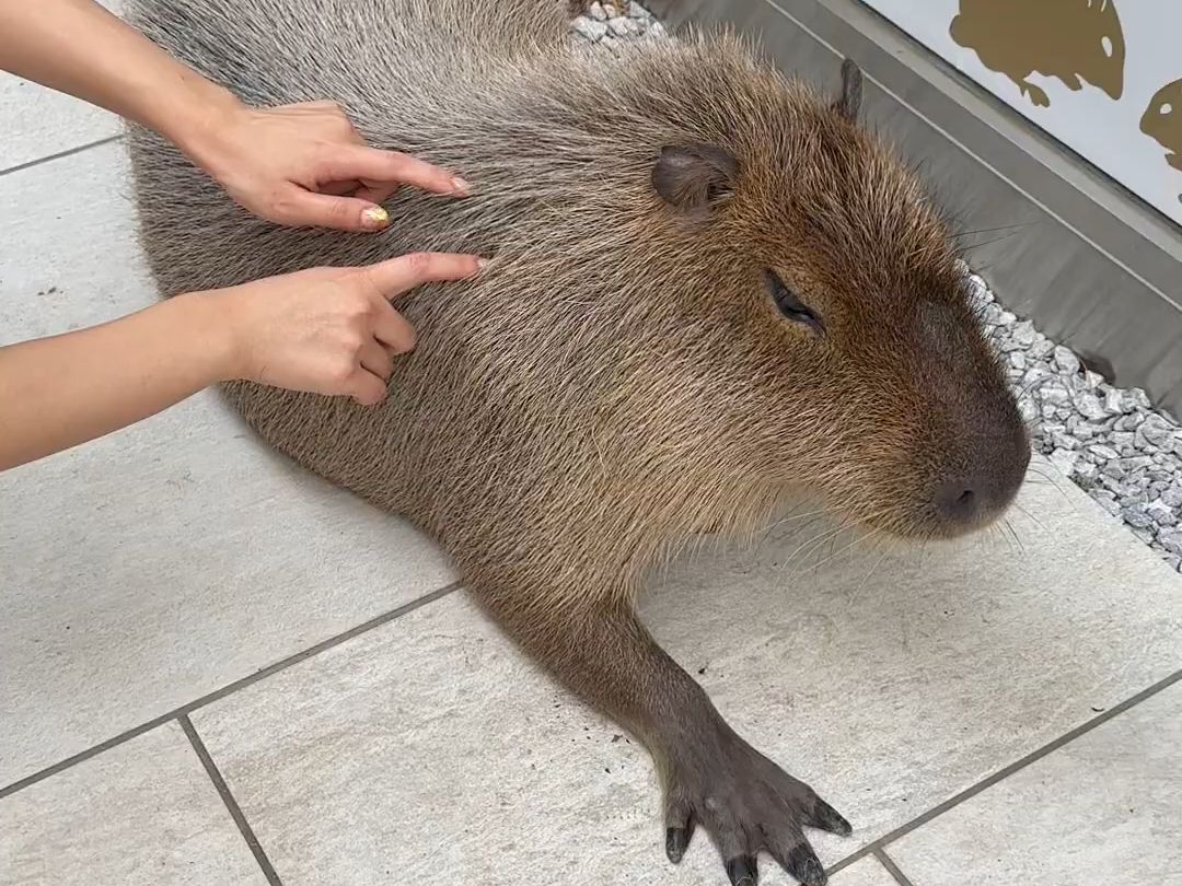 弹一弹水豚乐器