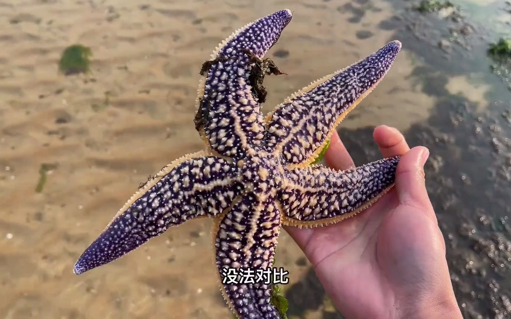 【赶海】捡到一个超超超大的海星!