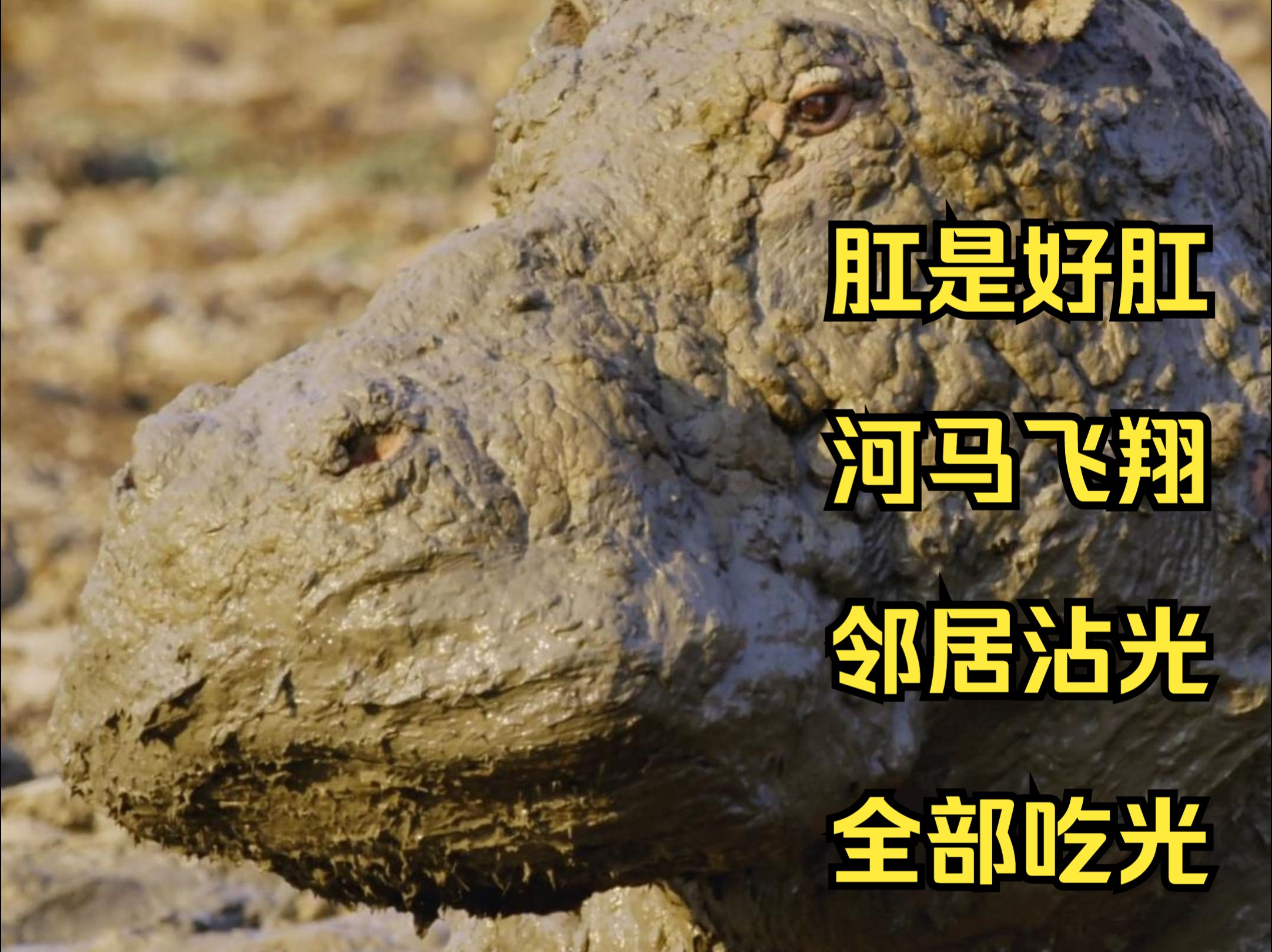 人生得意须尽欢,屎屁连天惹人烦,这是真泥马