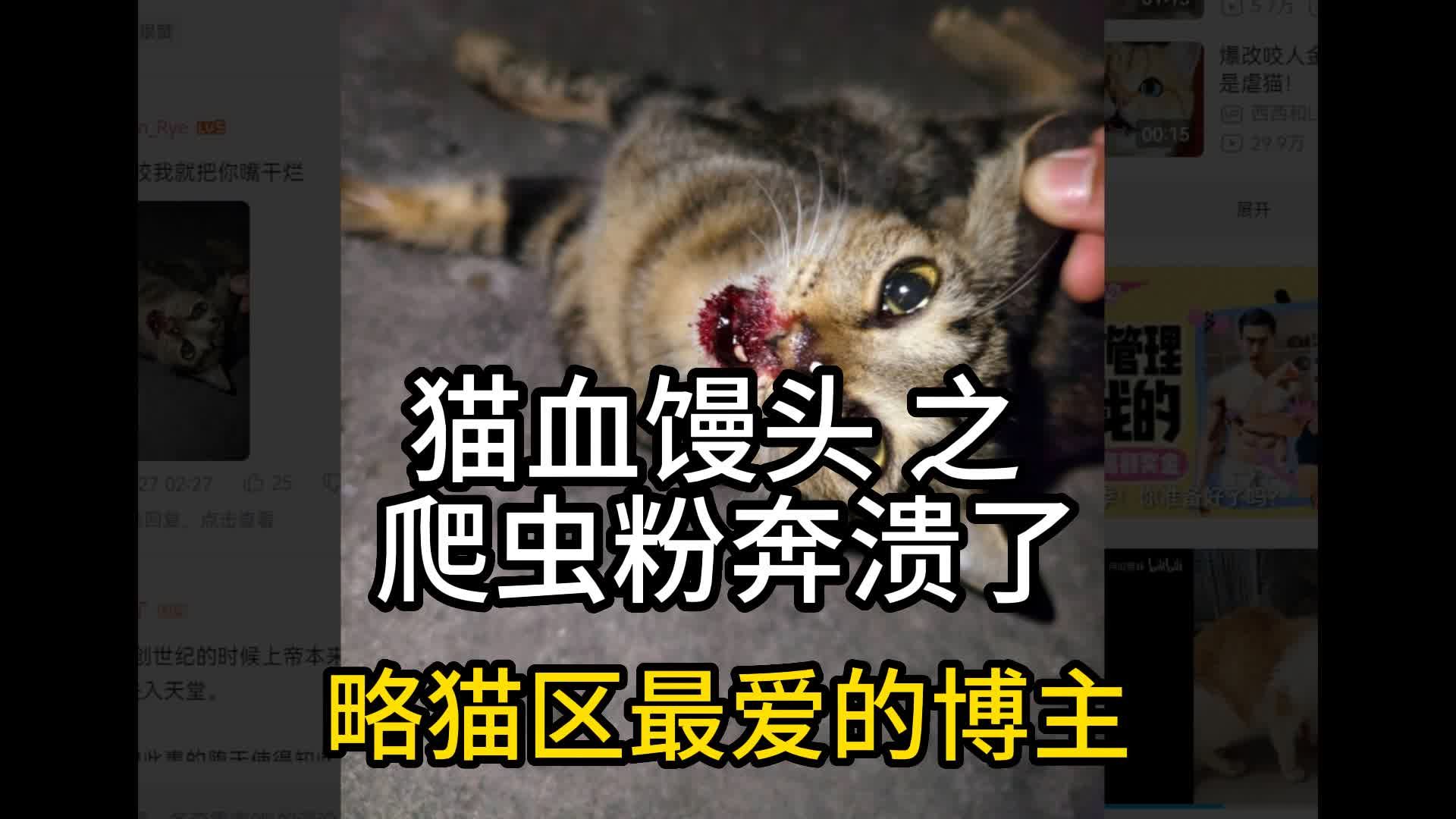 点评略猫区(虐猫区)最爱的博主 之三 猫血馒头 之 爬虫粉奔溃了哔哩哔哩bilibili