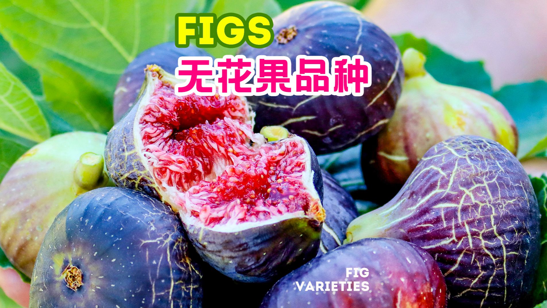 法国-栽培无花果品种-法紫/日紫