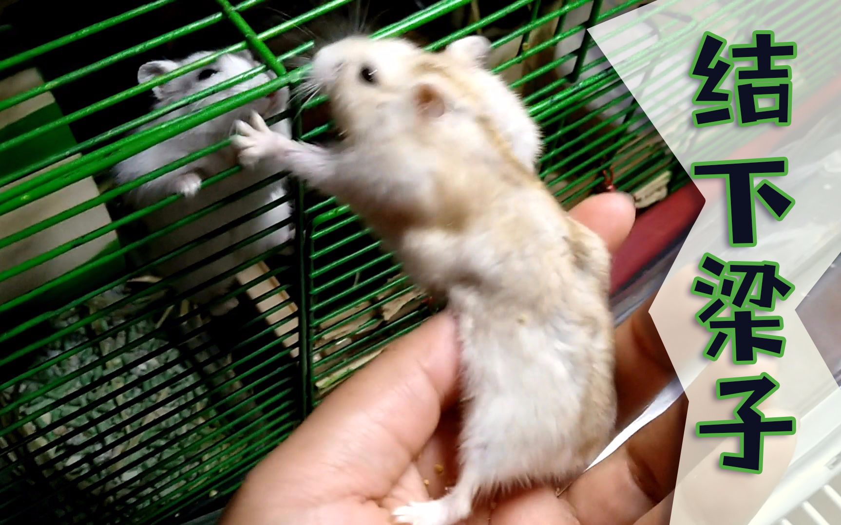 仓鼠仓鼠是记仇的2只公仓鼠决斗受伤后续