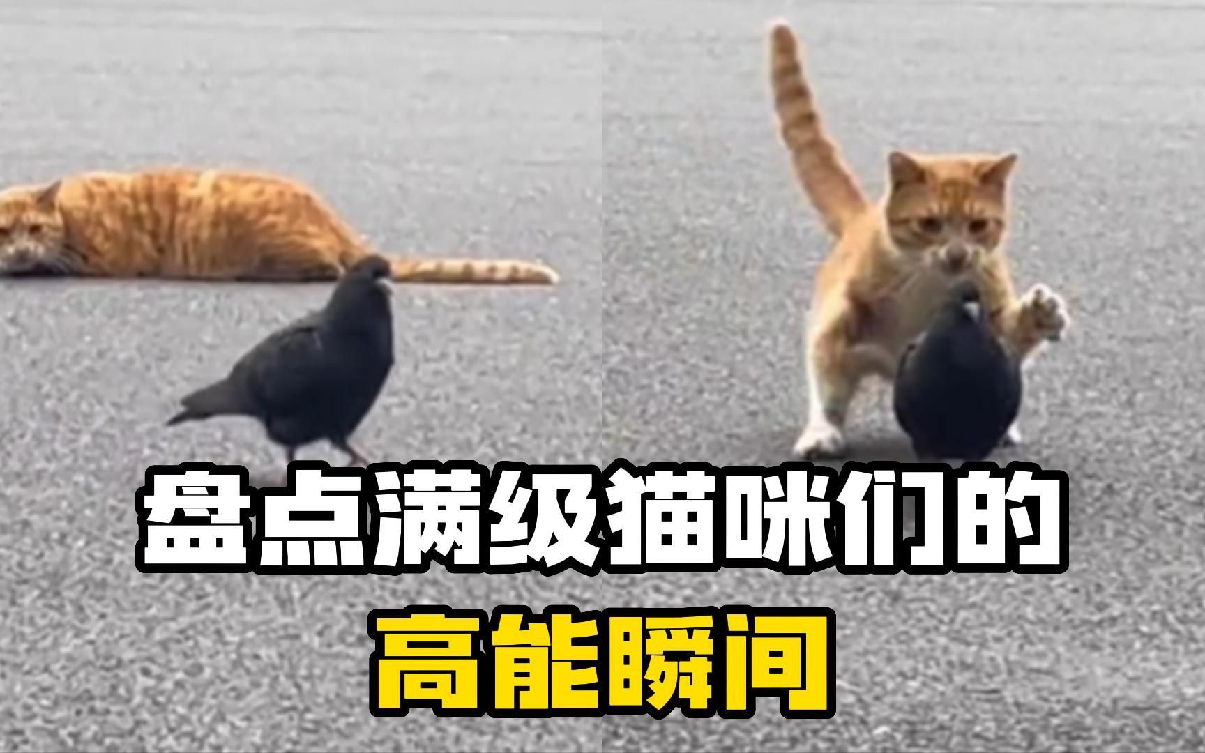 [图]盘点满级猫咪们的高能瞬间，难怪都说猫是老虎的师傅！