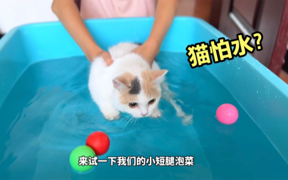 [图]都说猫天生怕水，不同品种的猫果然不一样！