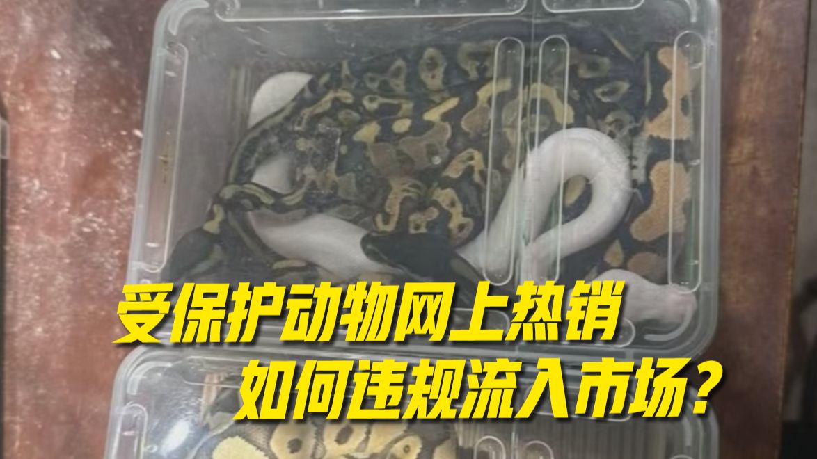 网上隐蔽兜售外来物种 异宠绝非“想养就养”！