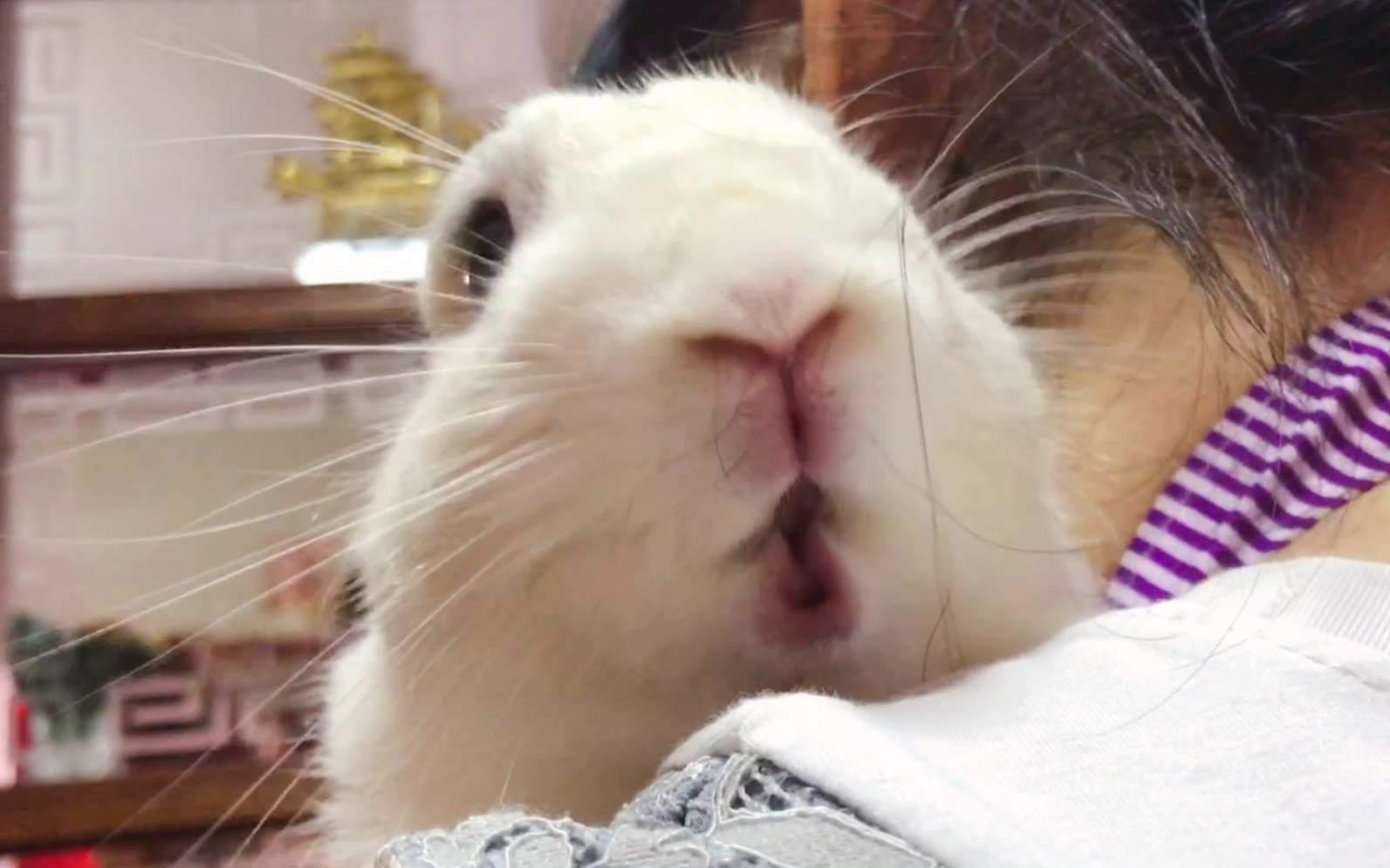 【兔星球】兔子鬼畜吃菜