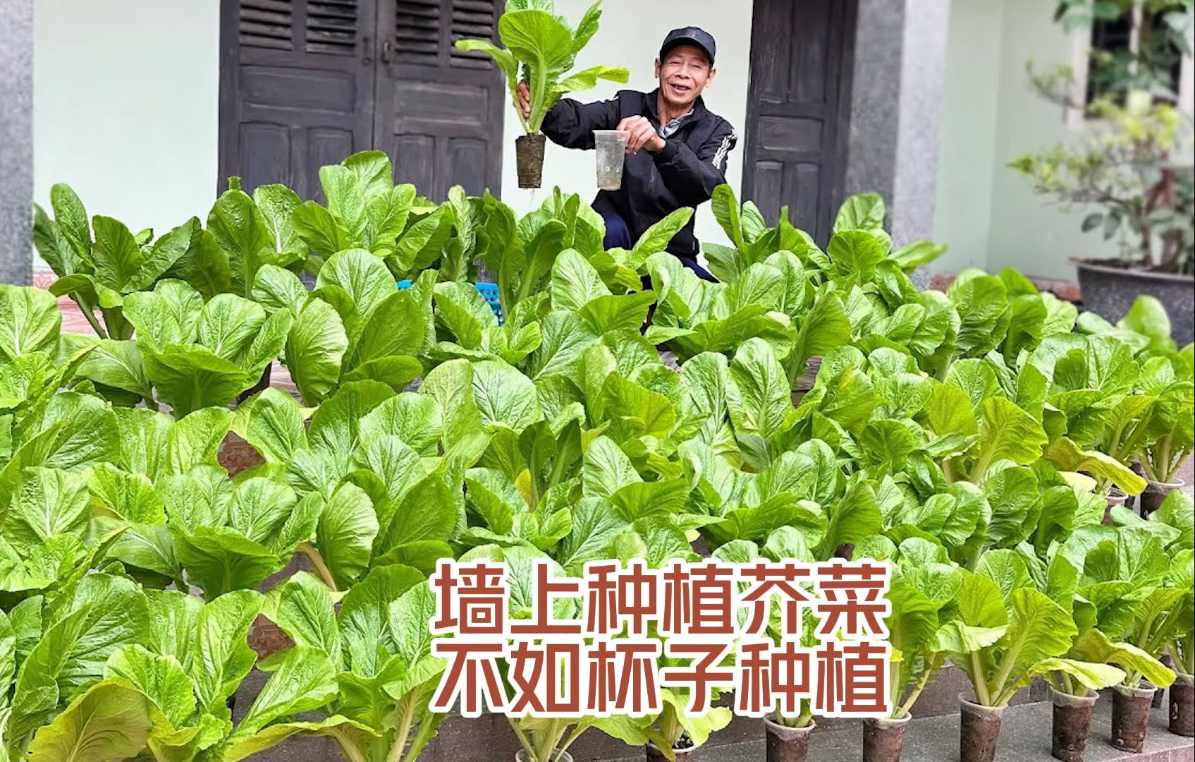 没想到吧,芥菜还能这样种植吧!哔哩哔哩bilibili