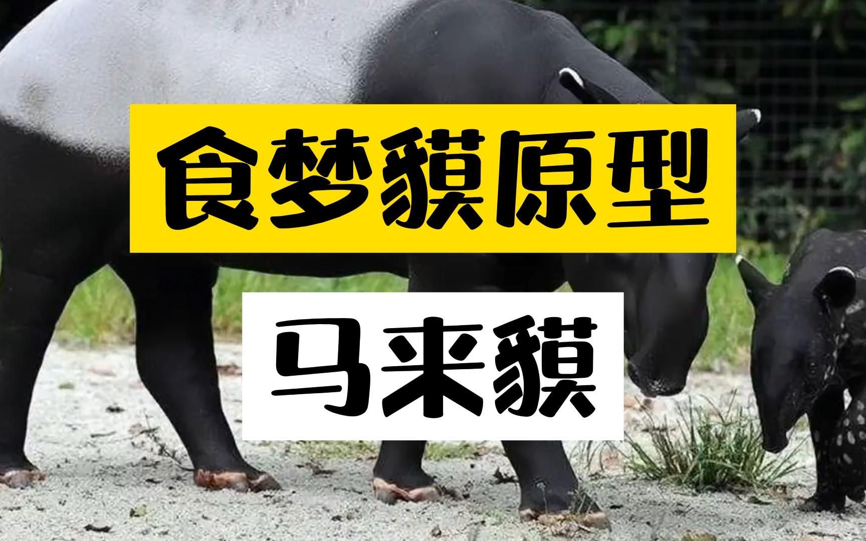 大熊猫变异成四不像了?居然成了食梦的怪物!