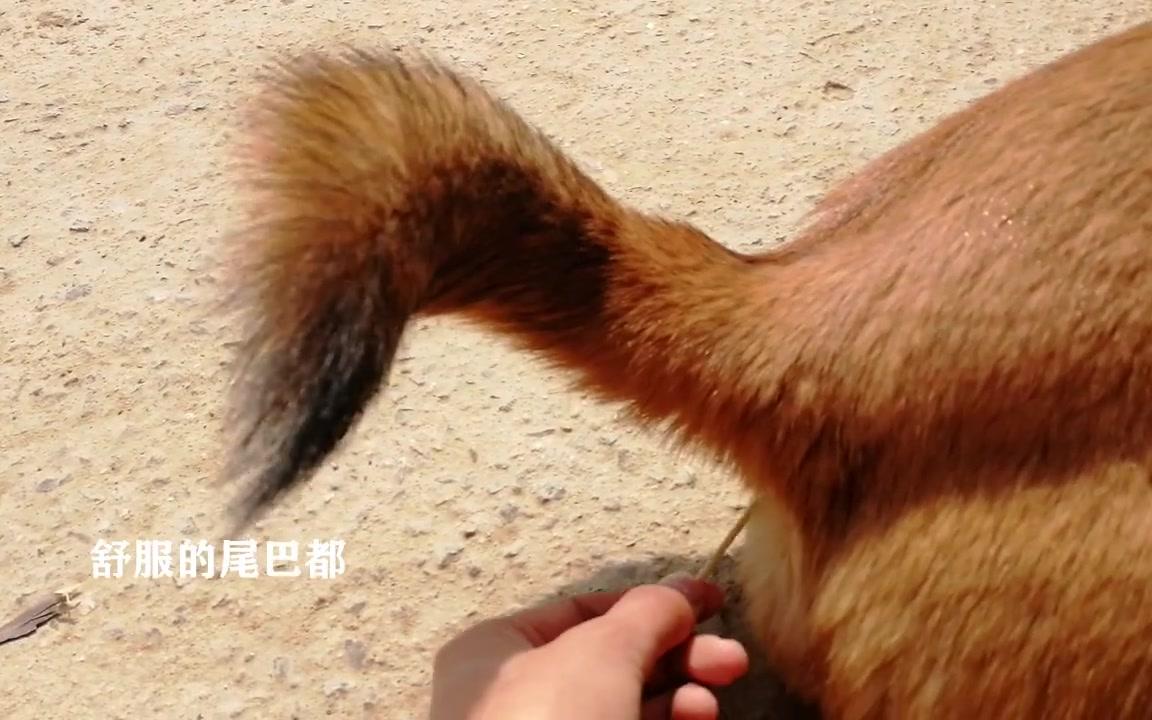 [图][狗片]好奇 捅了一只公狗的菊花 它。。。。【中华田园犬】