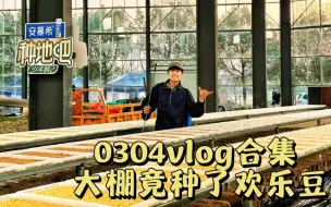 下载视频: 十个勤天（7）0304vlog合集｜小童在大棚种了欢乐豆