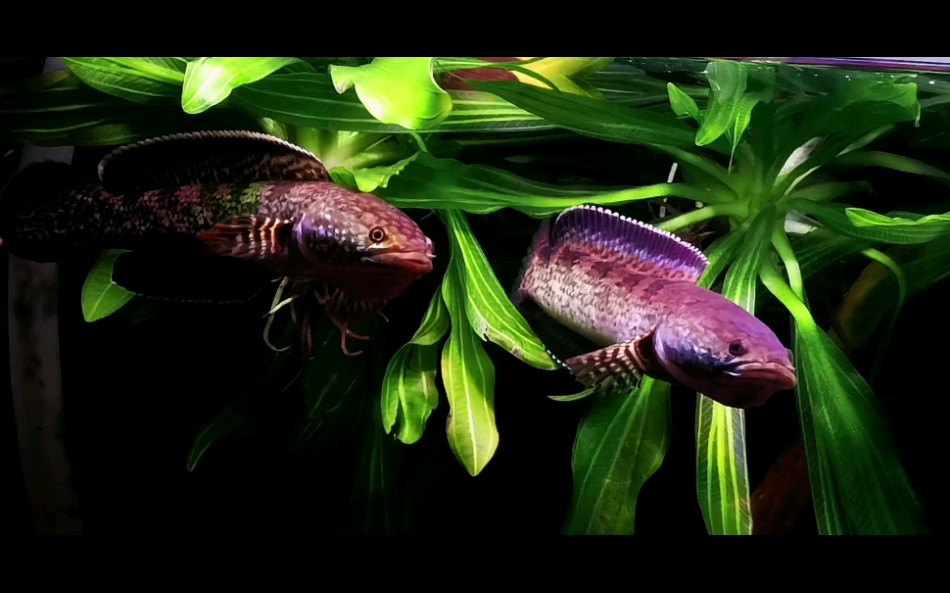 钴蓝雷龙小夫妻日常