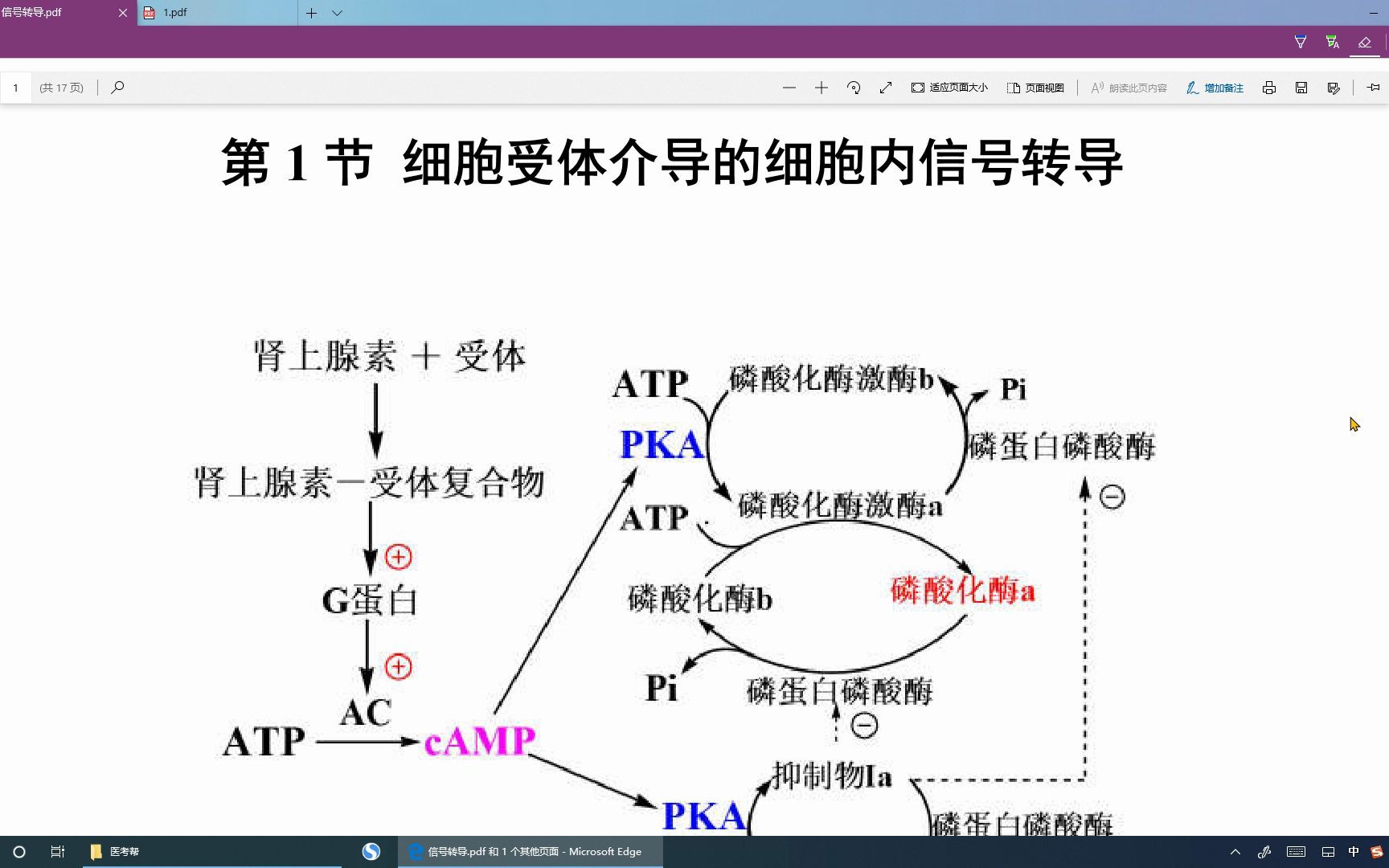 [图]信号转导 （一）