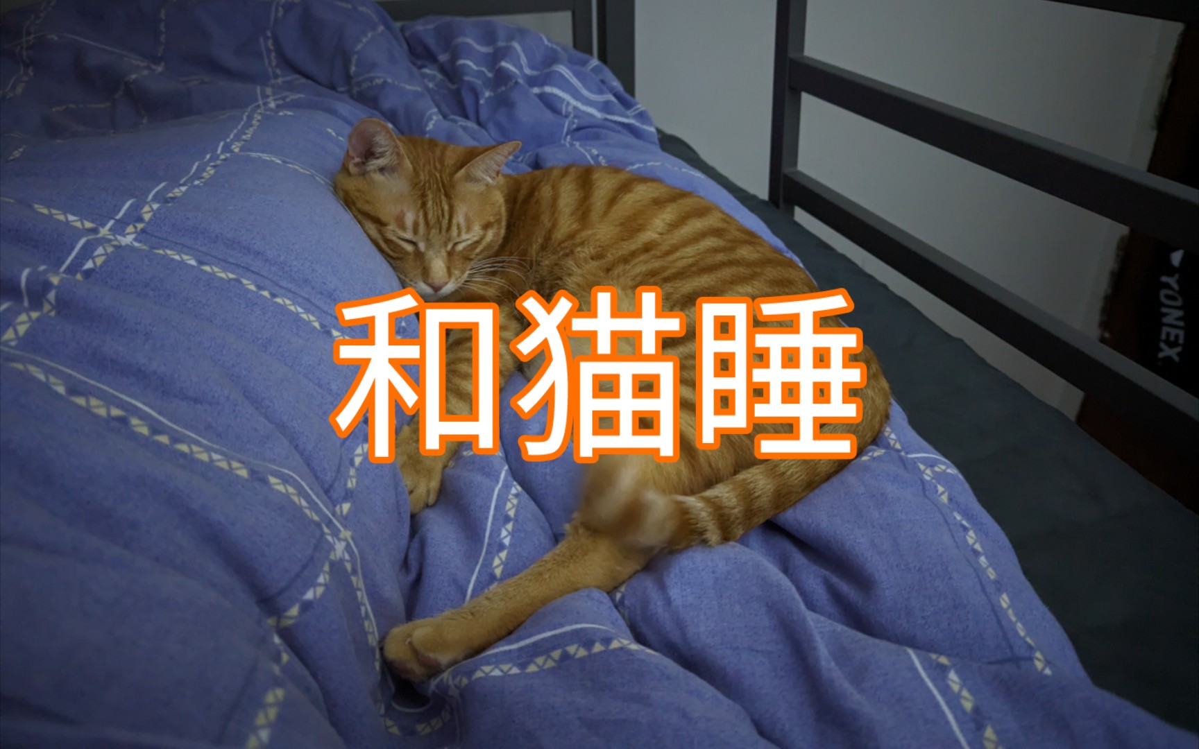 来看看大橘猫爬床哔哩哔哩bilibili