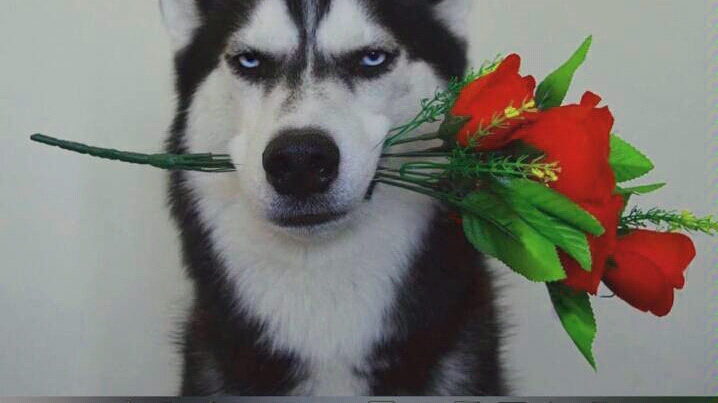 沙雕,二哈_哔哩哔哩_bilibili