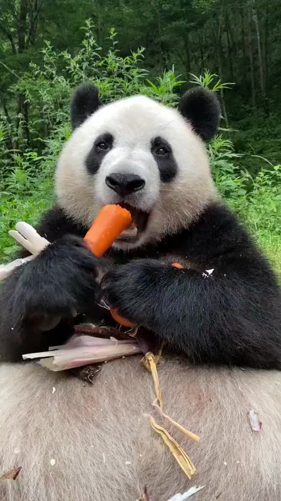 同样是好吃懒做,为什么猪的命运不一样