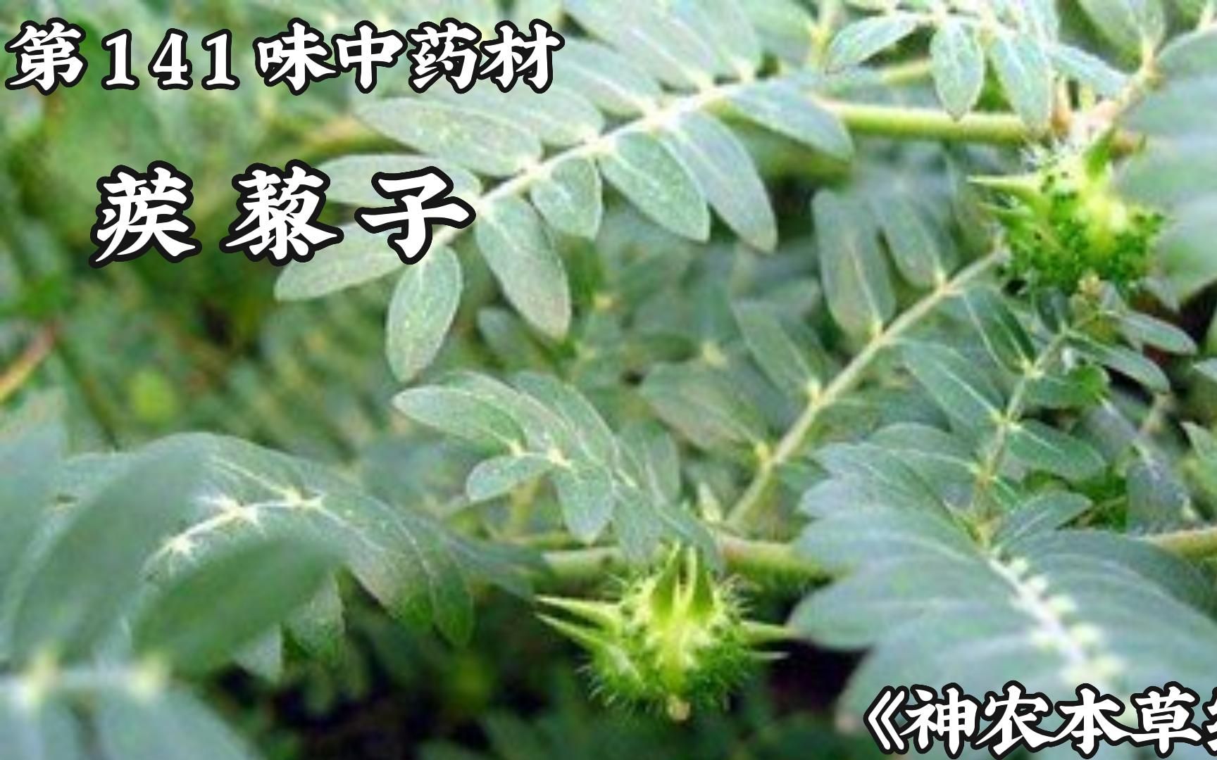 中草药 今天介绍141味中药材#中医 蒺藜子#中药材 #蒺藜子 #倪海厦