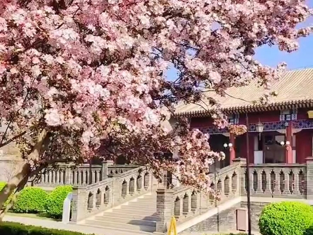 周总理,西花厅的海棠花又开了,您回来看看吧!