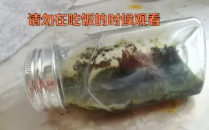 那一坨被遗忘的生态瓶