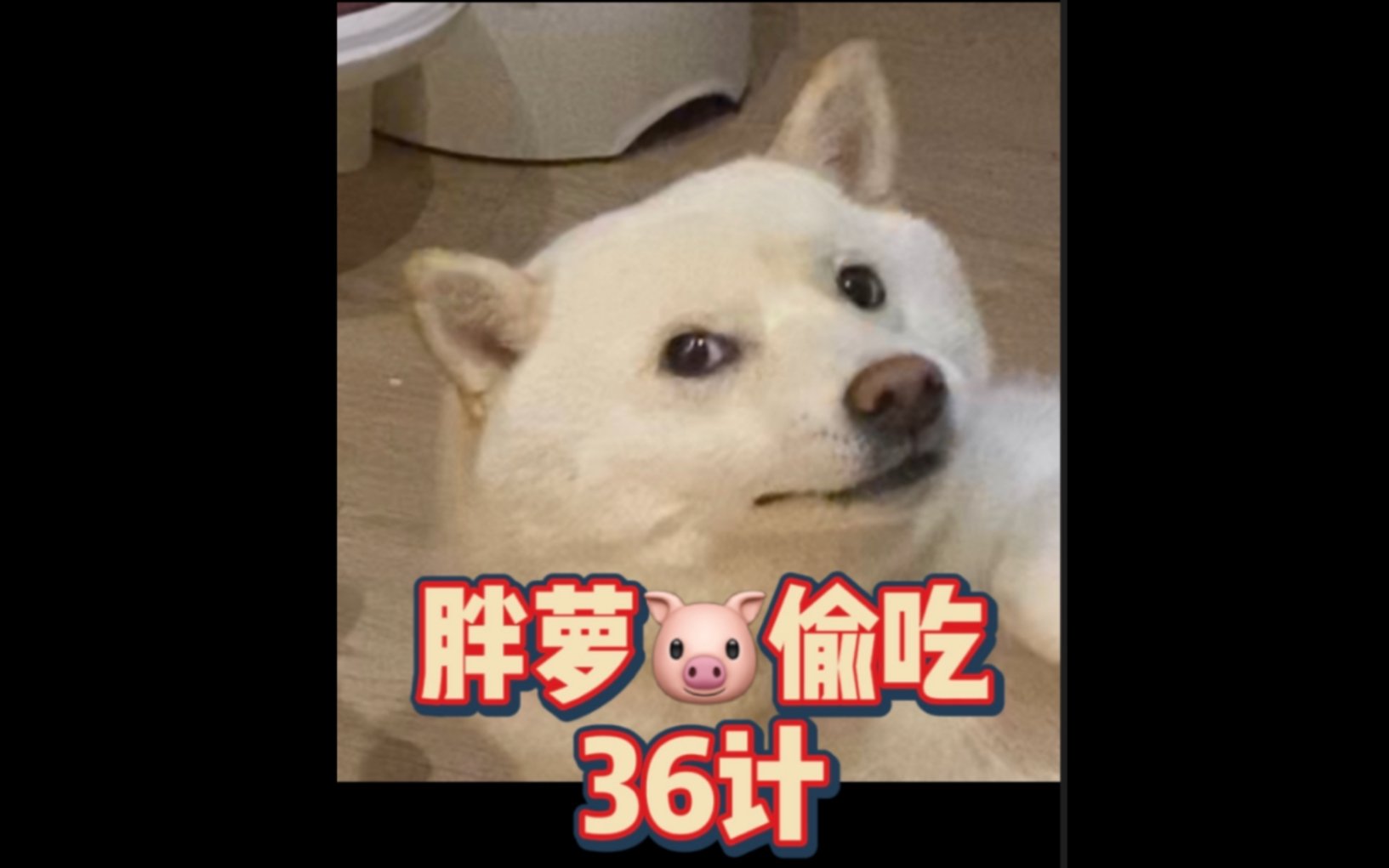 【柴犬噗叽和萝北】萝北偷吃36计哔哩哔哩bilibili