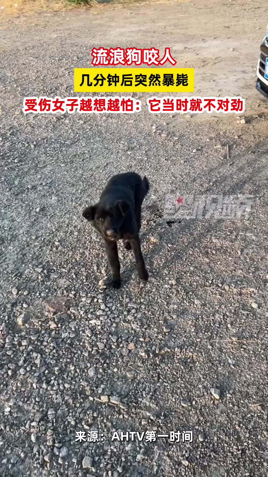 流浪狗咬人几分钟后突然暴毙，受伤女子越想越怕：它当时就不对劲
