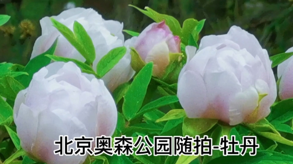 北京奥森公园随拍-牡丹