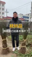 Video herunterladen: 阳山水蜜桃和奉化水蜜桃树苗选什么品种