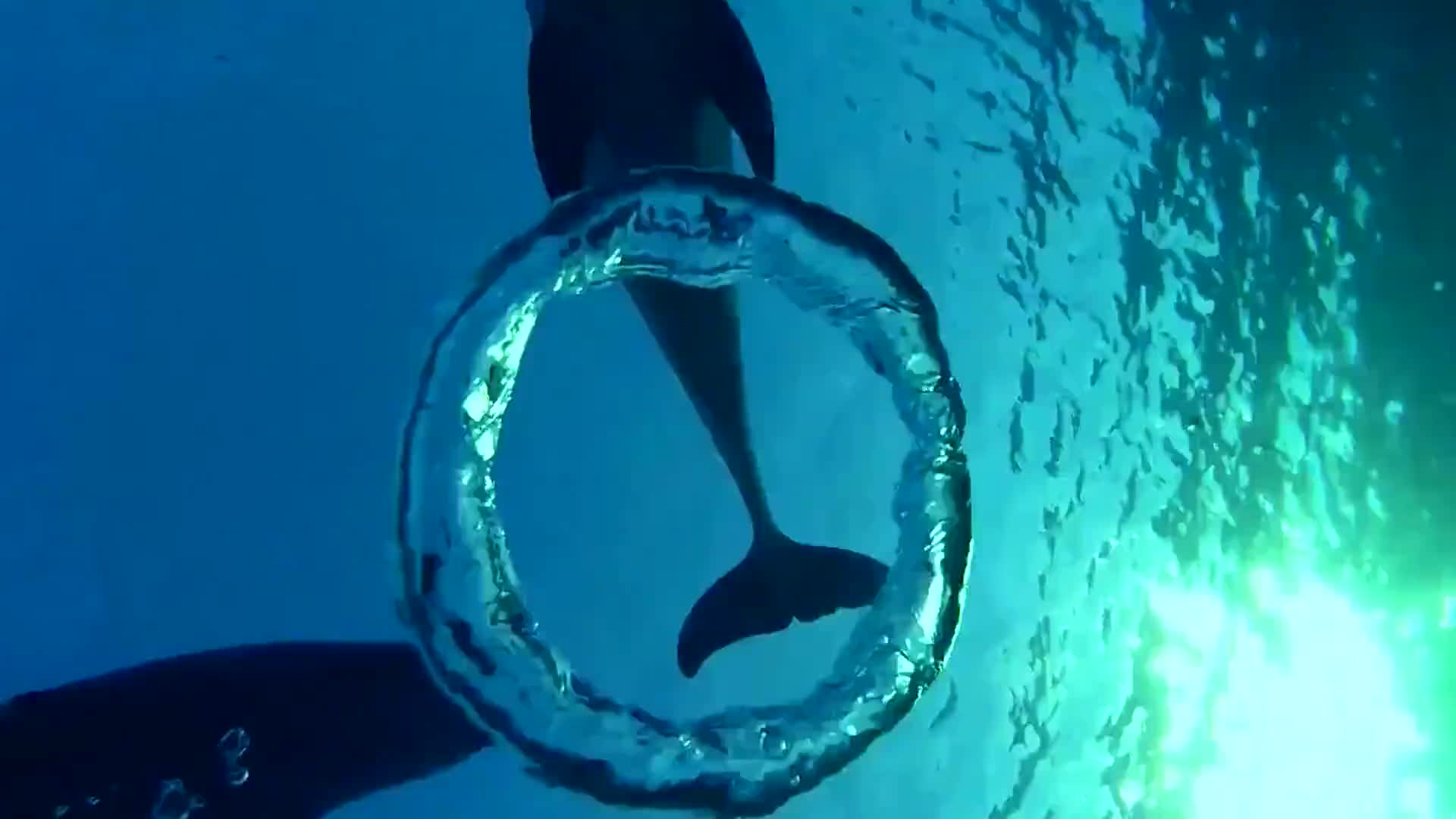 潜水员躺在水底吐泡泡,一群海豚凑了过来,接下来忍住别笑