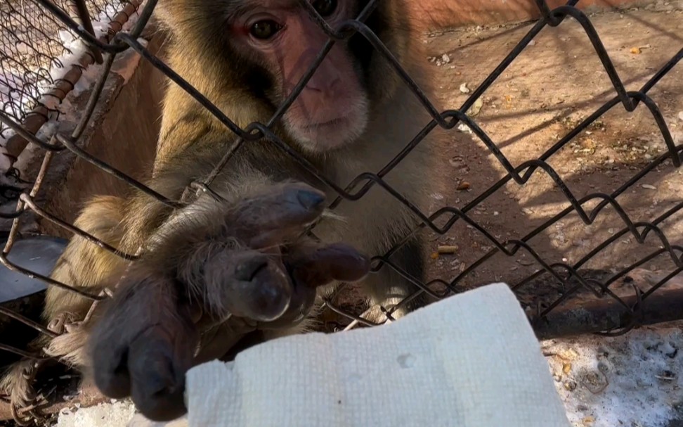 此时一位东北的猴哥正在悠闲的享受着它的午餐