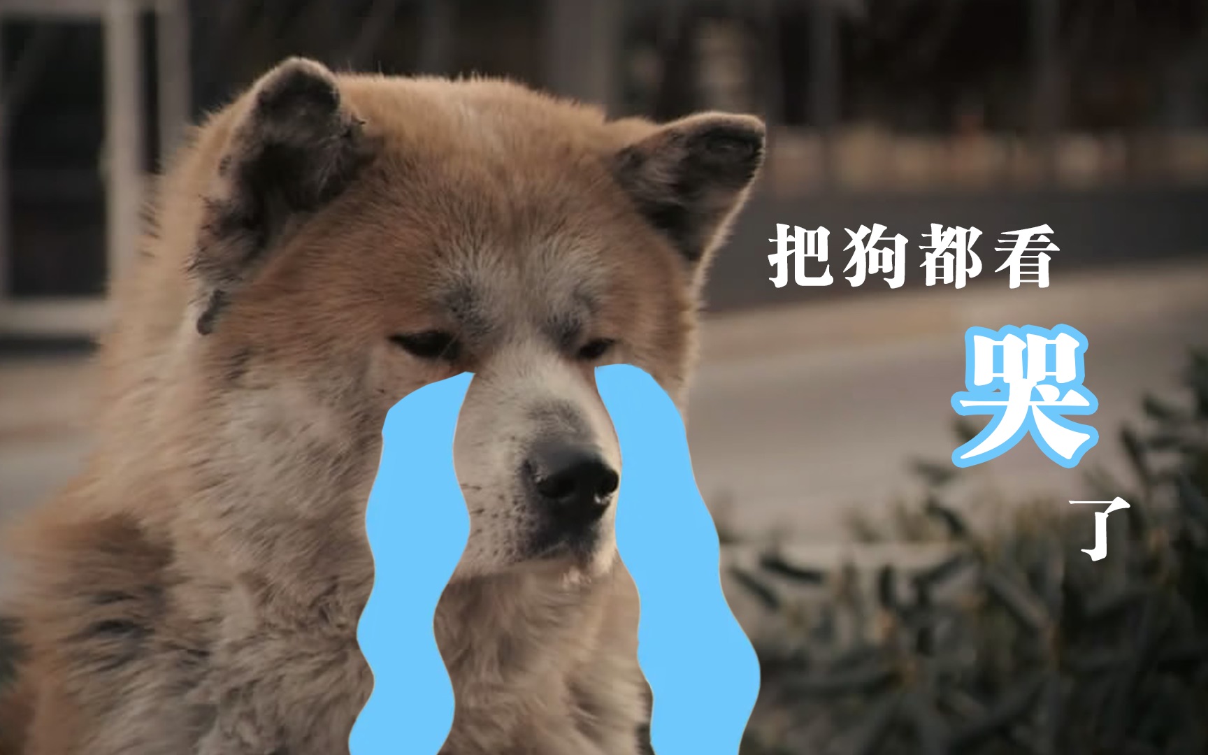 一条狗在主人死后,在主人常去的车站等了九年,直到死去《忠犬八公》
