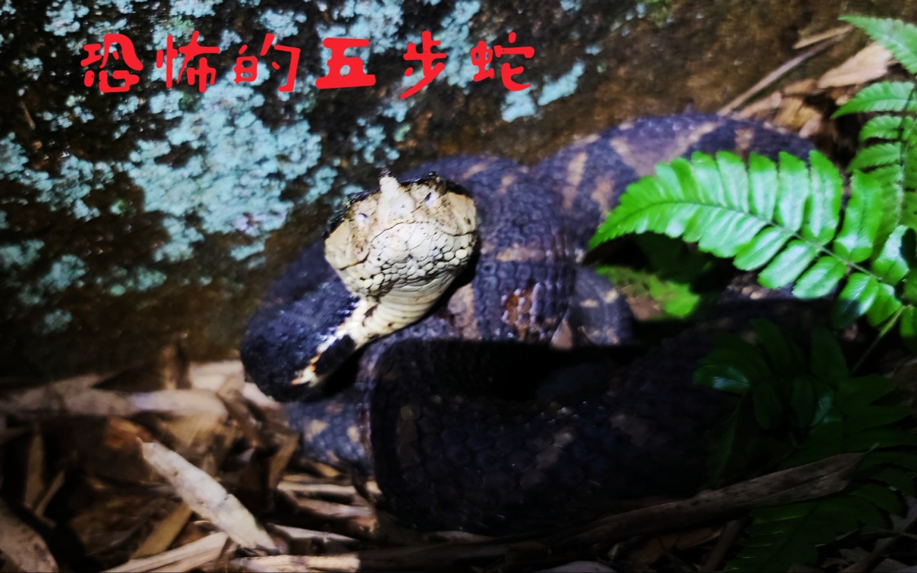 恐怖的五步蛇尖吻蝮强大的杀伤力真正的烂肉王