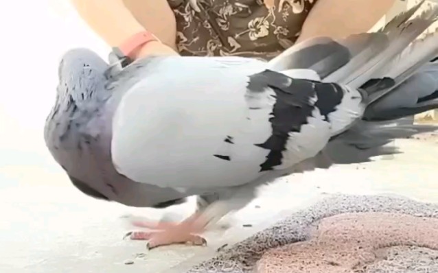 突尼斯老外饲养的罗马巨人鸽 仑替鸽子 鸾鸽