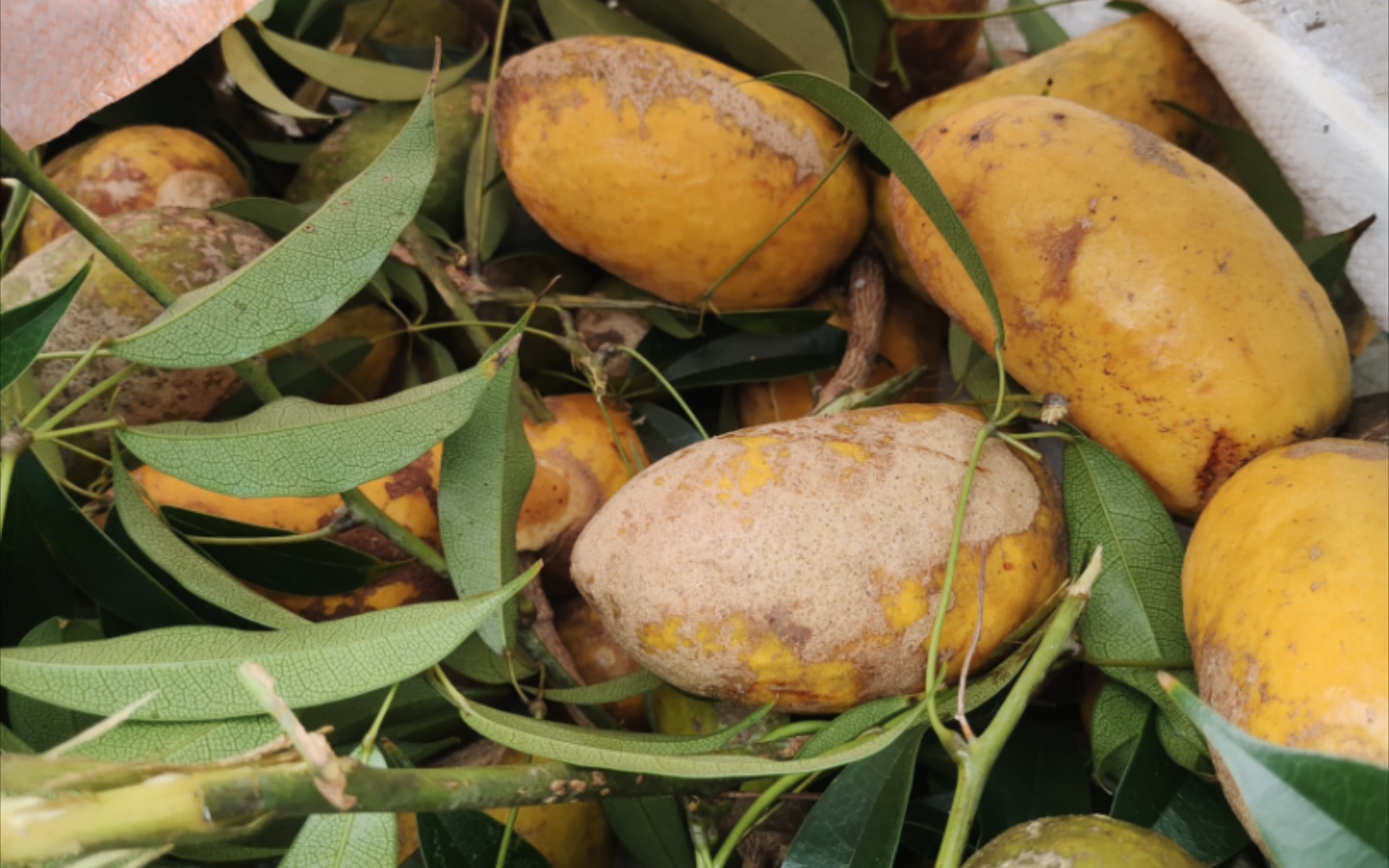 九月黄:树上挂满的美味,你了解多少?