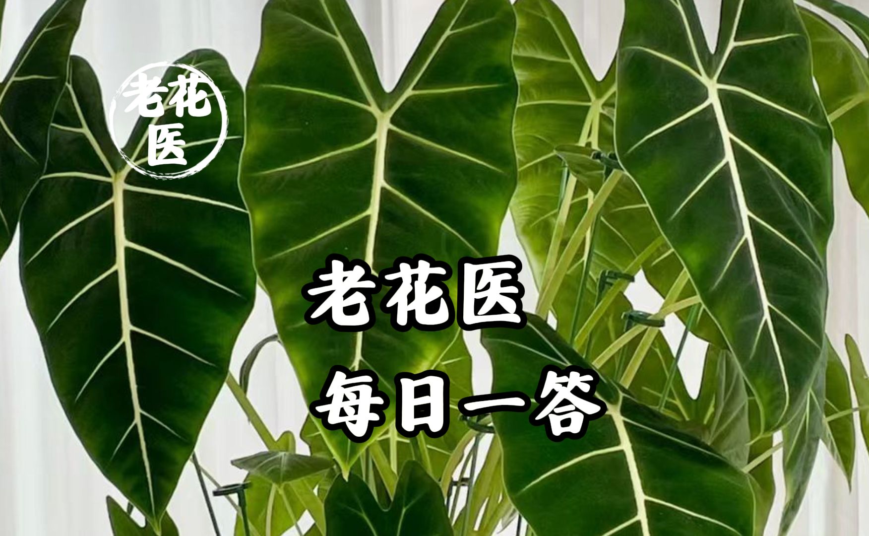 绿天鹅有干斑怎么办?栀子花干尖怎么办?哔哩哔哩bilibili