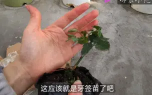 Tải video: 入了两棵会让你们意外的月季小苗，并分享小苗快速扶壮的方法新汇总