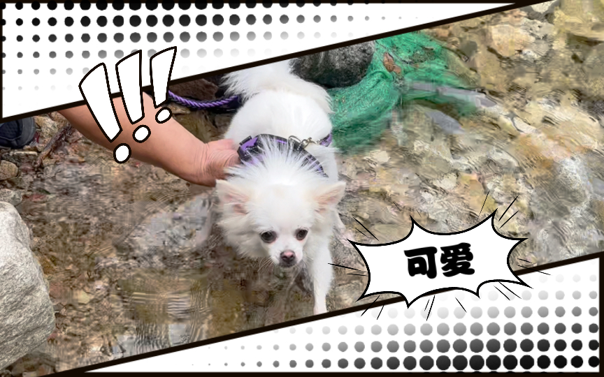 狗刨式游泳,让你轻松学会游泳!