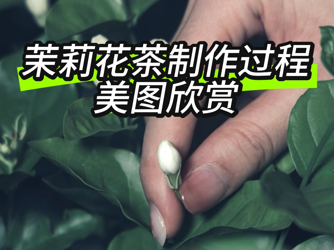 茉莉花茶制作过程!看着就赏心悦目!哔哩哔哩bilibili