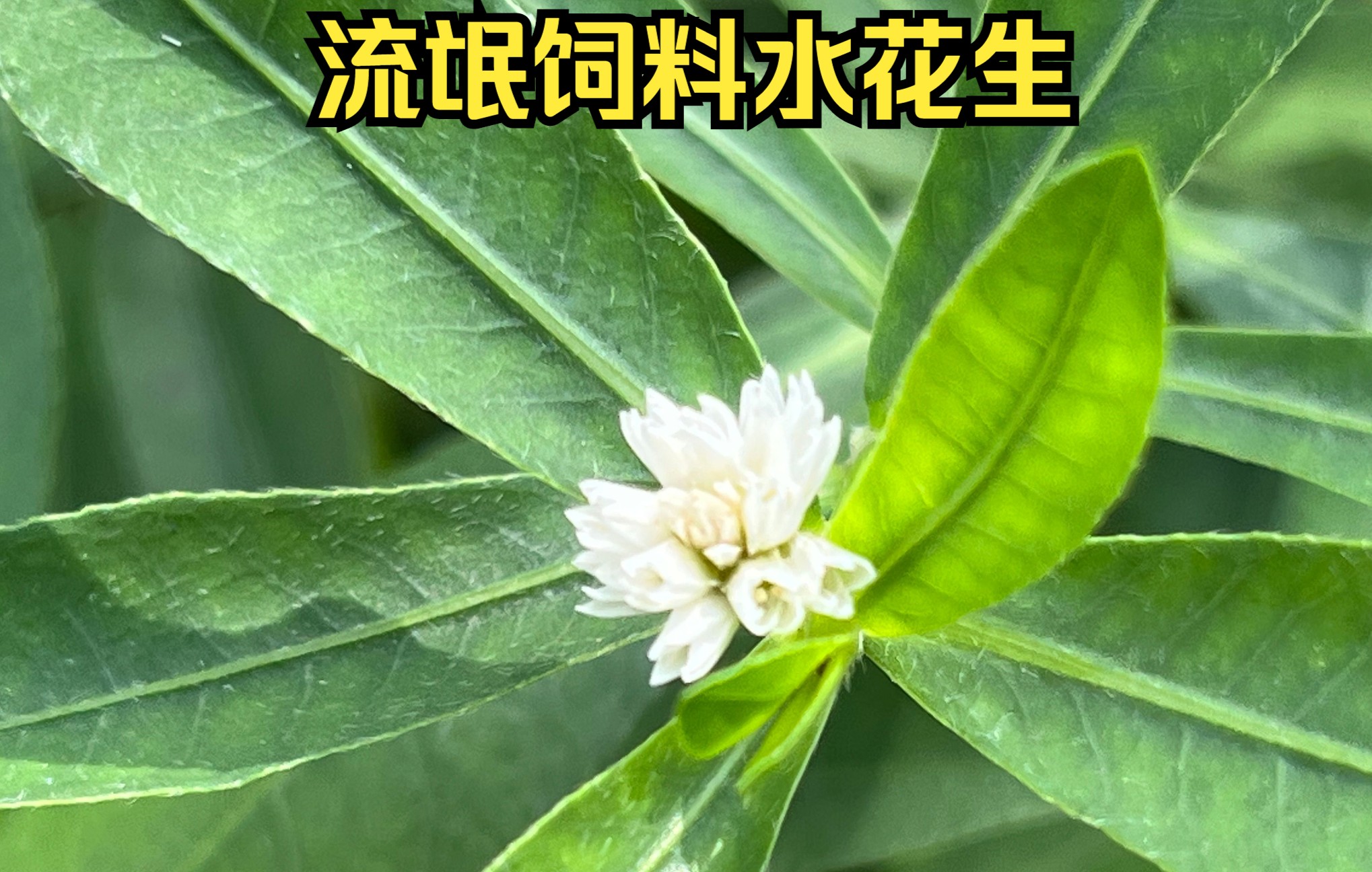 流氓饲料水花生给我们带来了什么?一枝黄花紧随其后哔哩哔哩bilibili