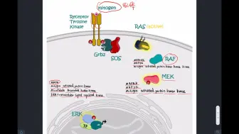 Descargar video: MAPK信号通路、Grb2、SOS、RAS、RAF、MEK、ERK