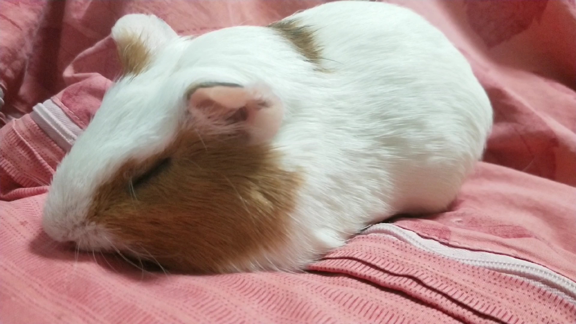 荷兰猪睡觉姿势图片