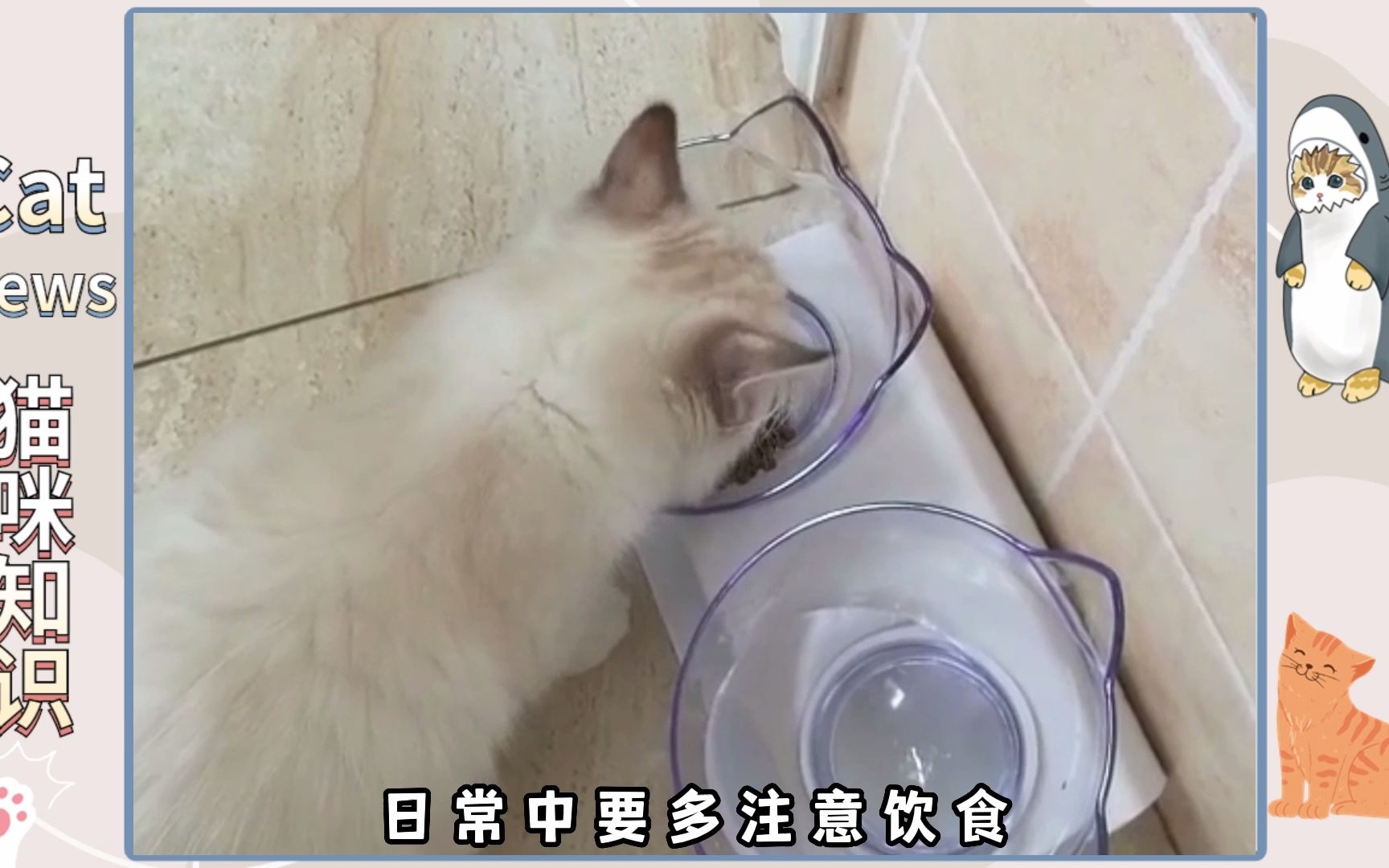 猫咪体温多少度算正常?哔哩哔哩bilibili