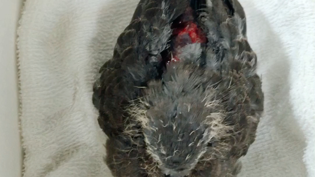 野生斑鸠被野猫咬重伤捡回后应如何喂养求教